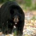 strange viruses attacking bears in california usa and making them more friendly to humans 136421