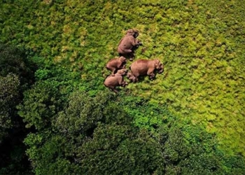 stunning view of wild animals shot from above 137399