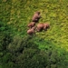 stunning view of wild animals shot from above 137399