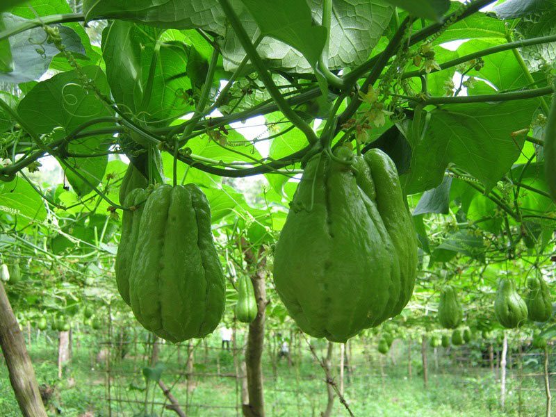 Chayote Cultivation Techniques