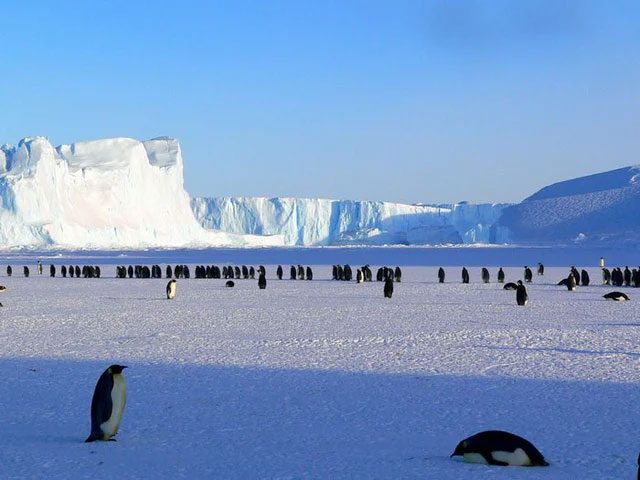 Antarctica is the largest desert in the world due to its extremely low annual rainfall.