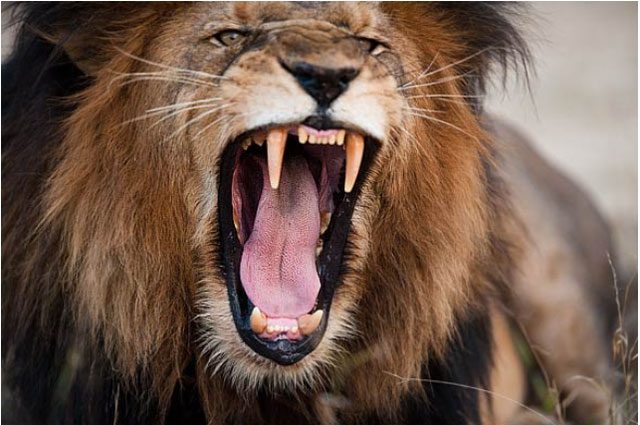 Male lions have the advantage of their mane, one of their most formidable weapons.