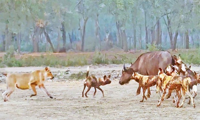 Wild dogs helplessly watch as lions steal their prey