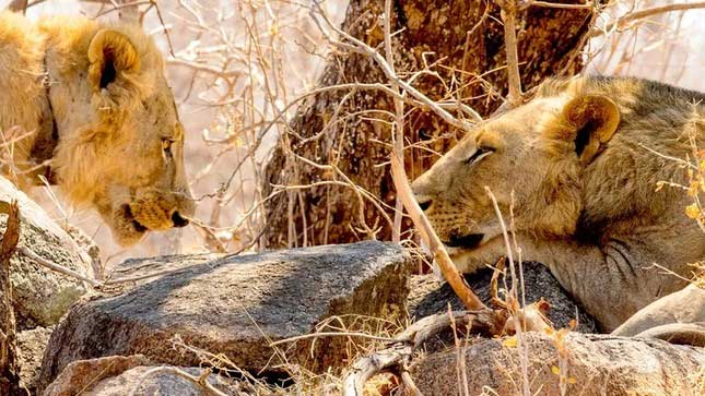 Man-eating lions in Africa.