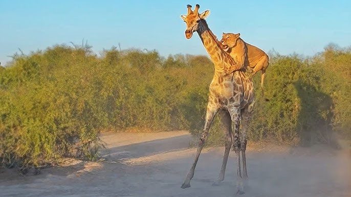 A lioness sneaks up behind a distracted giraffe and jumps onto its back.