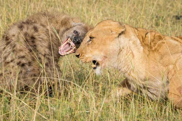 After tigers, lions are the second largest cats in the world.