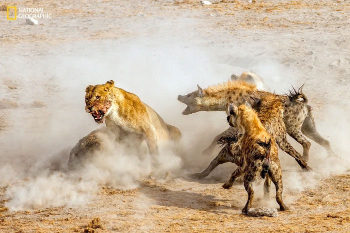 Lions exhibit distinct social behavior compared to other feline species, living in prides.