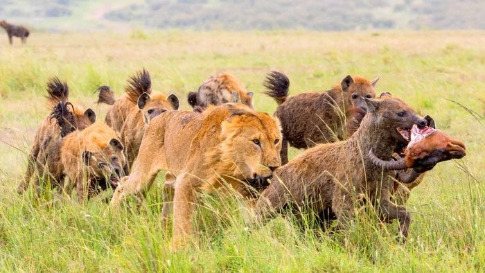 Hyenas can hunt on their own but often follow lions and leopards to scavenge their kills.