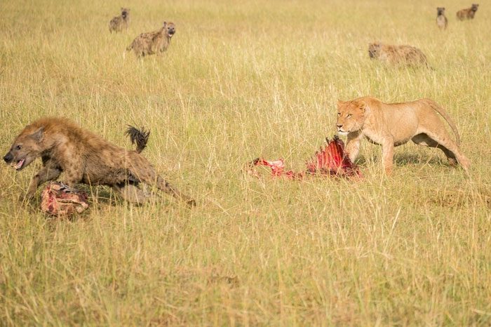 Spotted hyenas also hunt in groups and are highly cooperative hunters.