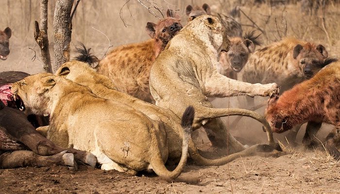 Lions and hyenas are predator species that often overlap in habitat.