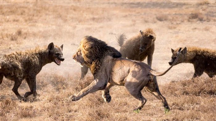 Typically, three hyenas are needed to bring down a lion.