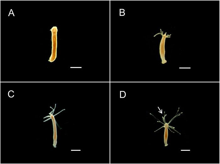 Hydra magnipapillata, a species of invertebrate that can regenerate.