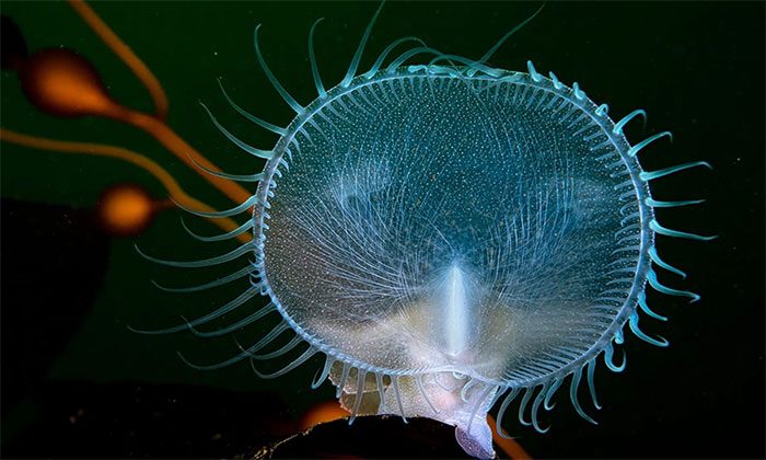 Lion's Mane Sea Slug