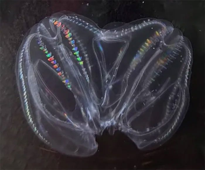 One of the "Frankenstein" jellyfish identified by scientists