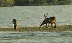 sundarbans national park india 1910