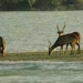 sundarbans national park india 1910