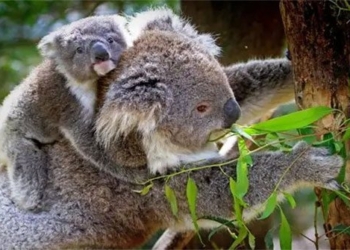 surprising facts about koala bears 66870