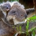 surprising facts about koala bears 66870