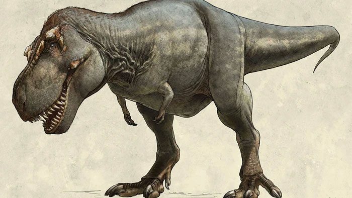 The forelimbs of Tyrannosaurus rex, although very small, are also a crucial part.