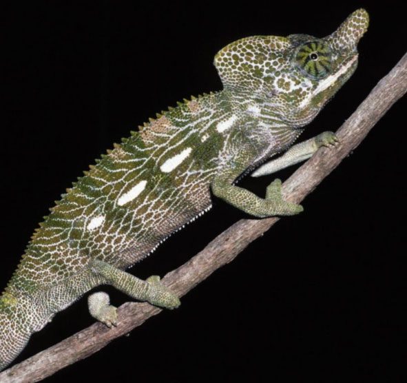 Labord's Chameleon