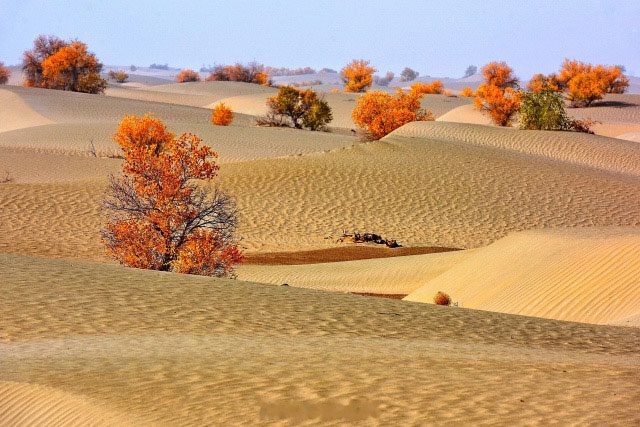 The Taklimakan Desert is the largest desert in China.