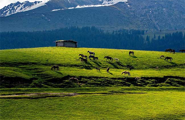 Xinjiang covers an area of 1,665,000 km².