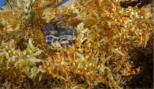 Sargassum Algae