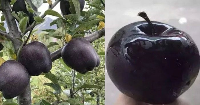 Black Diamond Apple