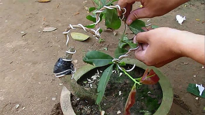 How to shape the yellow apricot tree with wire.