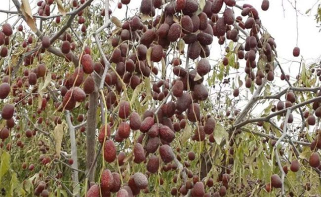 This date is grown in the Ruoqiang and Hotan regions of Xinjiang.