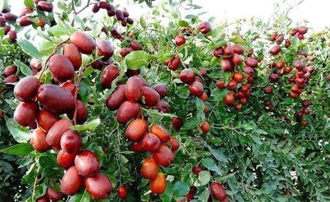 Tianshan Red Dates are very effective in strengthening and enhancing immunity