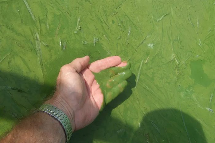 Fossil fuel plants are contributing to the increase of algal blooms