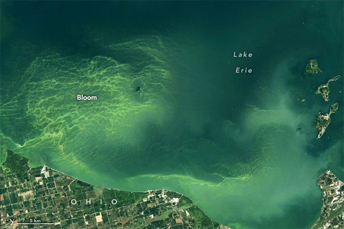 Image showing vibrant blue-green algae blooms in western Lake Erie on August 13