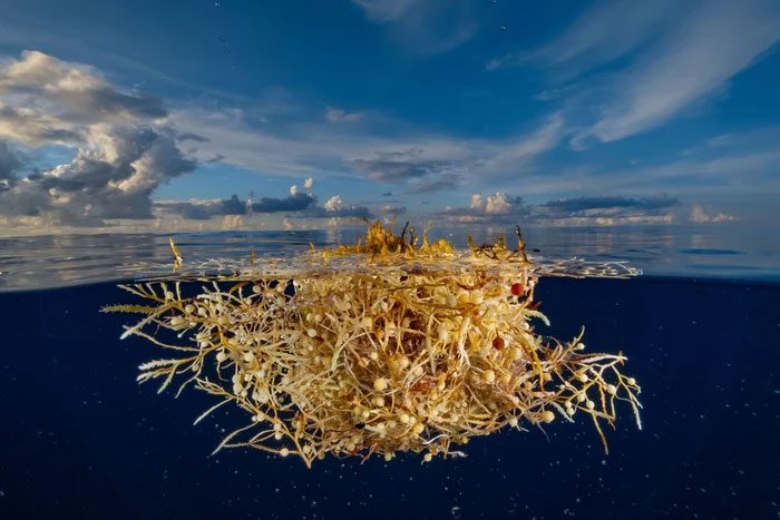 The Sargasso Sea is also considered the clearest sea in the world.