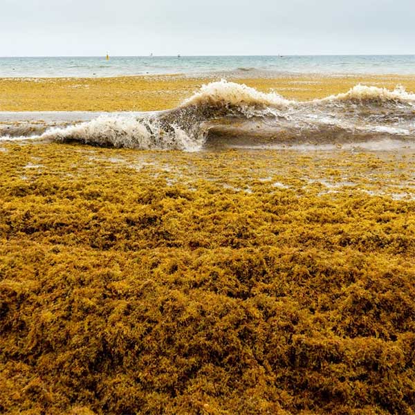 The surface of the Sargasso Sea is covered with rootless green algae - sargassum.