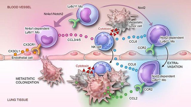 Monocytes help shrink lung cancer tumors.