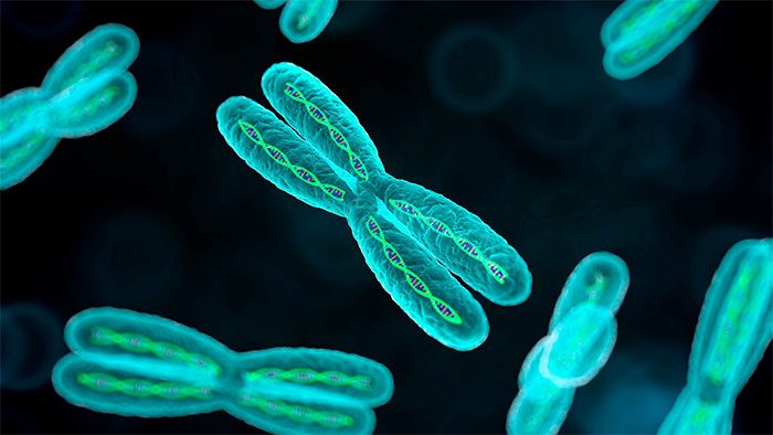 Each time a cell divides, chromosomes lose small amounts of DNA from the telomere.