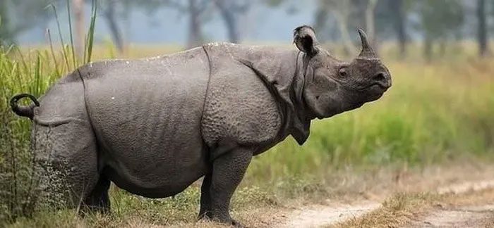 Javan rhinoceros