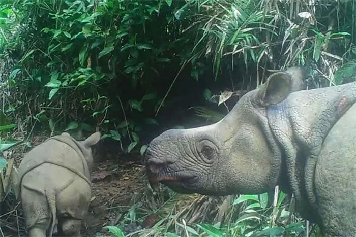 Javan rhinoceros at Ujung Kulon National Park (Banten Province, Indonesia).