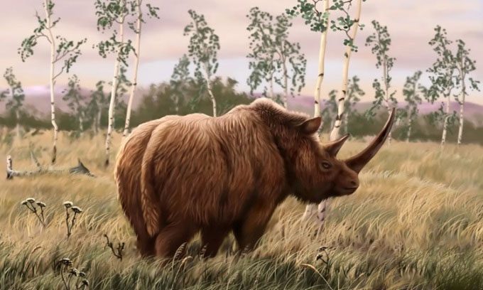 Reconstruction of the ancient woolly rhinoceros.