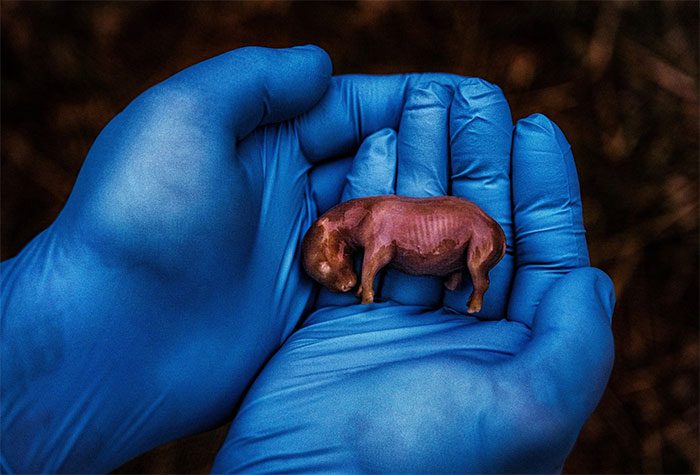 Newborn Rhino