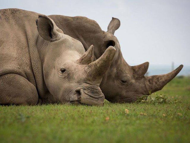 The last two Northern White Rhinos on Earth.