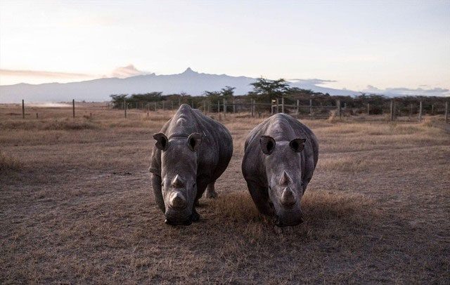 Fujin and Najin grazing together