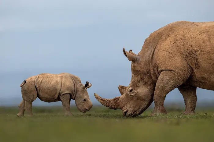 White Rhinoceros and Calf