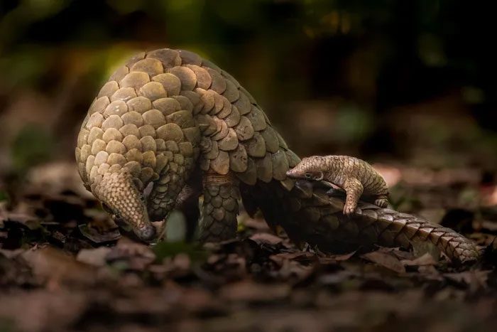 Indian Pangolin