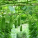 techniques for growing and caring for papaya trees 61477