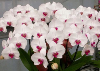 techniques for growing orchid flowers in pot 60903