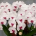 techniques for growing orchid flowers in pot 60903