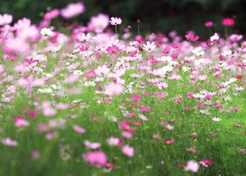 techniques in growing butterfly flowers in home garden 60925