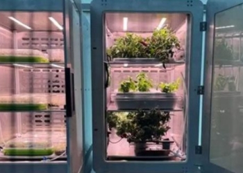 technology in plant growing in the dark 137489